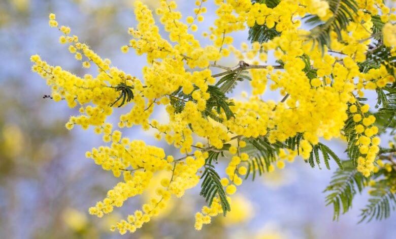 Acacia Dream Meaning : What Does It Mean ?