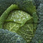 Cabbage Dream Meaning : What Does It Mean ?