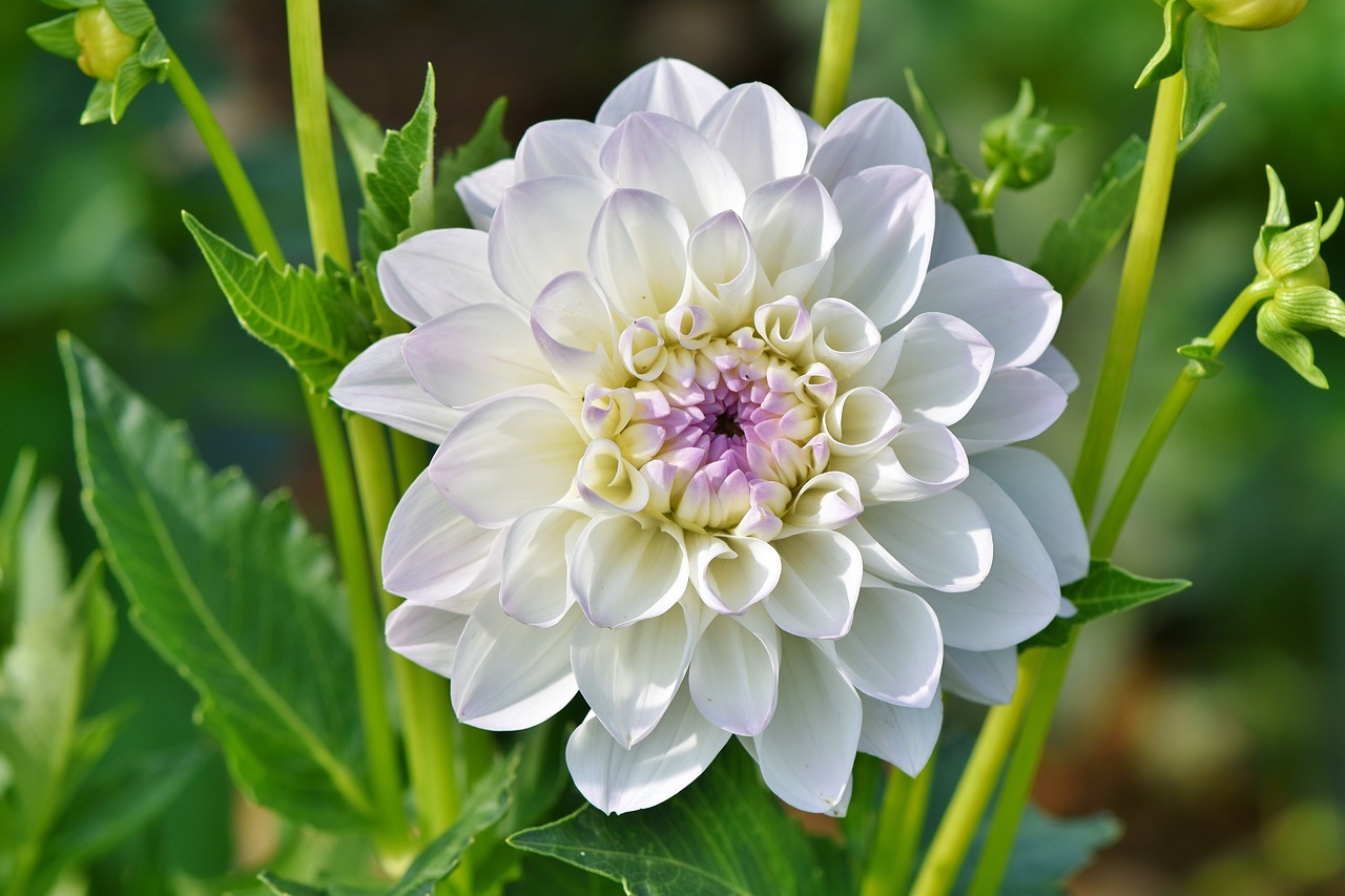 Dahlia Dream Meaning : What Does It Mean ?