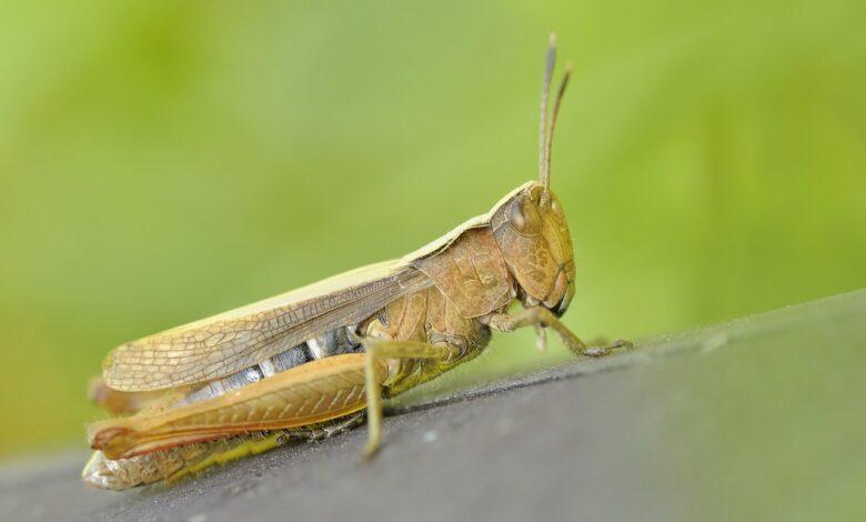 Grasshopper Dream Meaning : What Does It Mean ?