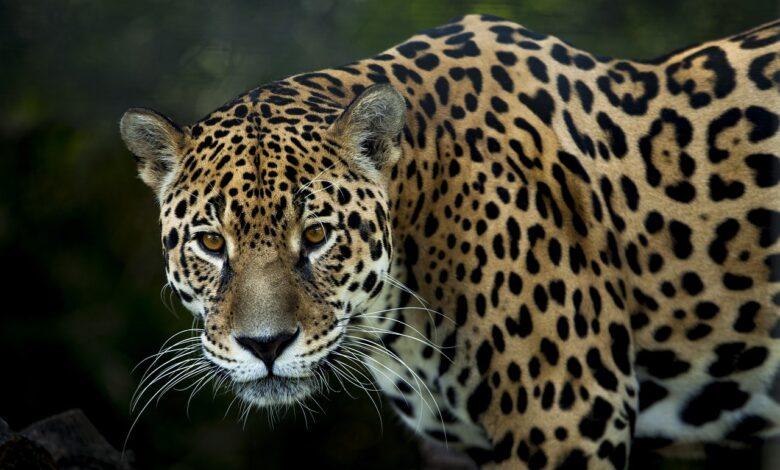 Jaguar Dream Meaning : What Does It Mean ?