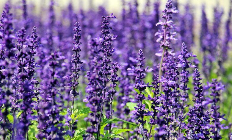 Lavender Dream Meaning : What Does It Mean ?
