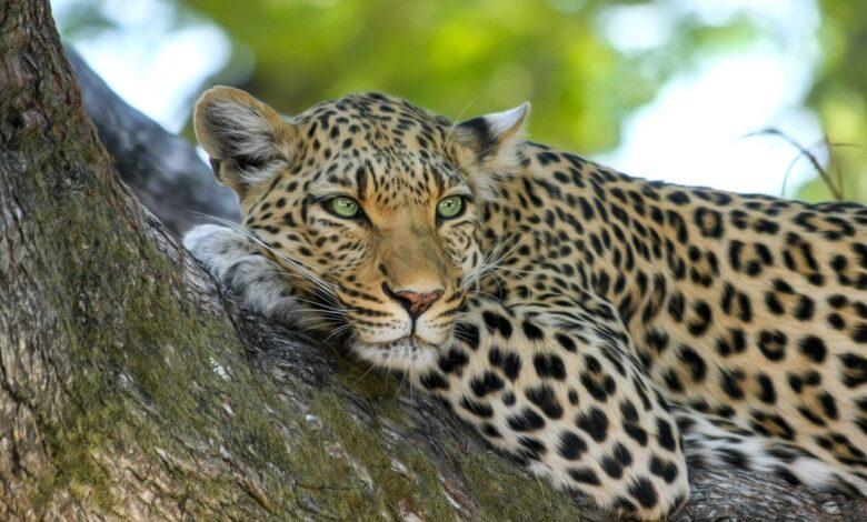 Leopard Dream Meaning : What Does It Mean ?