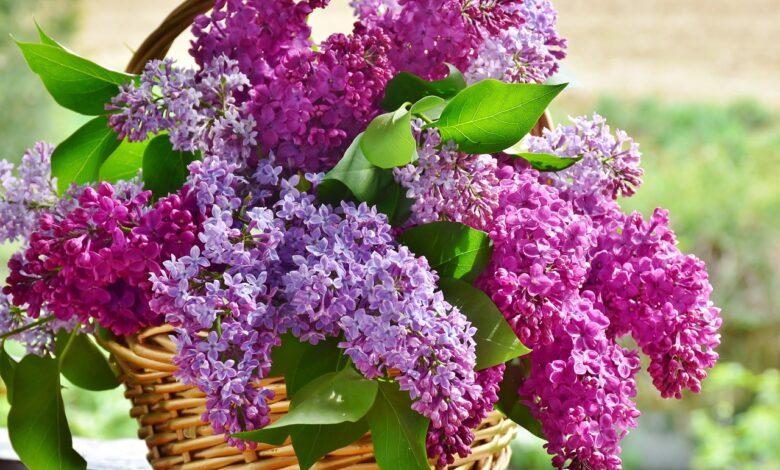 Lilac Dream Meaning : What Does It Mean ?