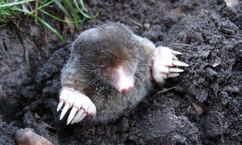 Mole Dream Meaning : What Does It Mean ?