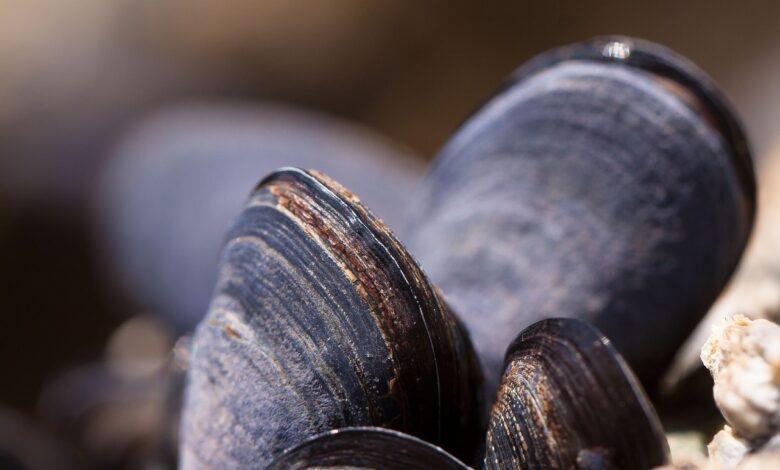 Mussel Dream Meaning : What Does It Mean ?