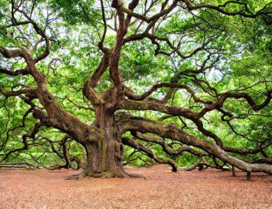 Oak Dream Meaning : What Does It Mean ?