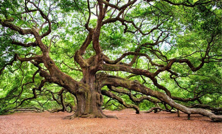 Oak Dream Meaning : What Does It Mean ?