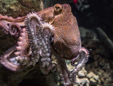 Octopus Dream Meaning : What Does It Mean ?