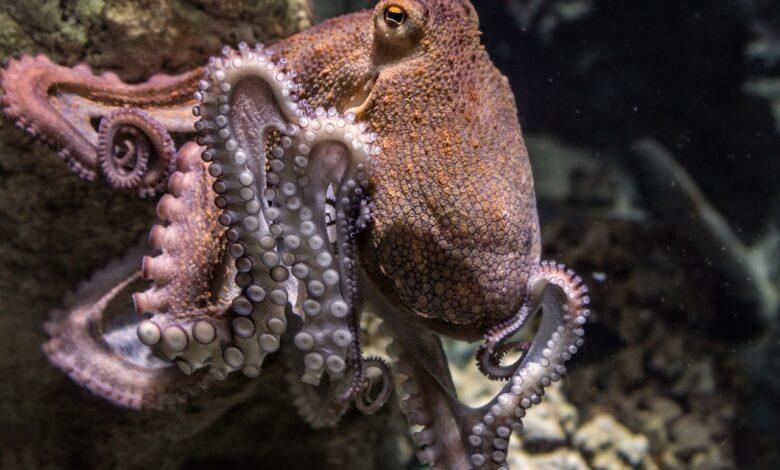 Octopus Dream Meaning : What Does It Mean ?