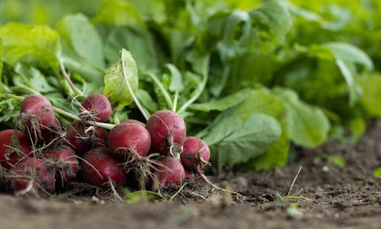 Radish Dream Meaning : What Does It Mean ?