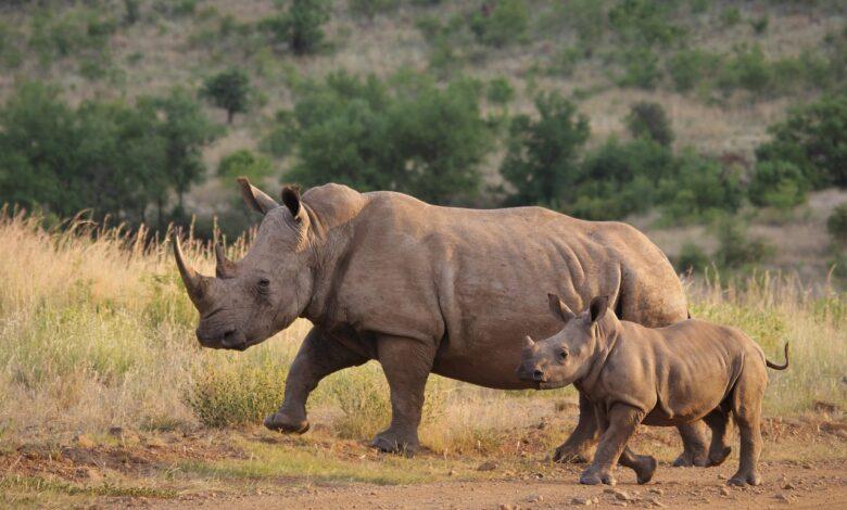 Rhinoceros Dream Meaning : What Does It Mean ?