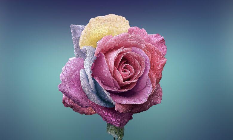 Rose Dream Meaning : What Does It Mean ?