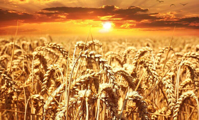 Wheat Dream Meaning : What Does It Mean ?