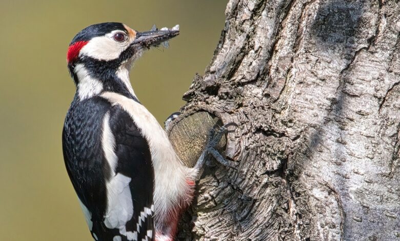 Woodpecker Dream Meaning : What Does It Mean ?