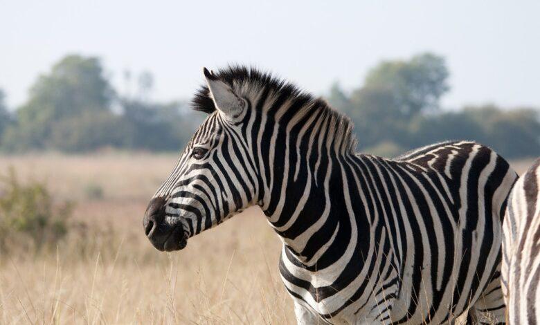Zebra Dream Meaning : What Does It Mean ?