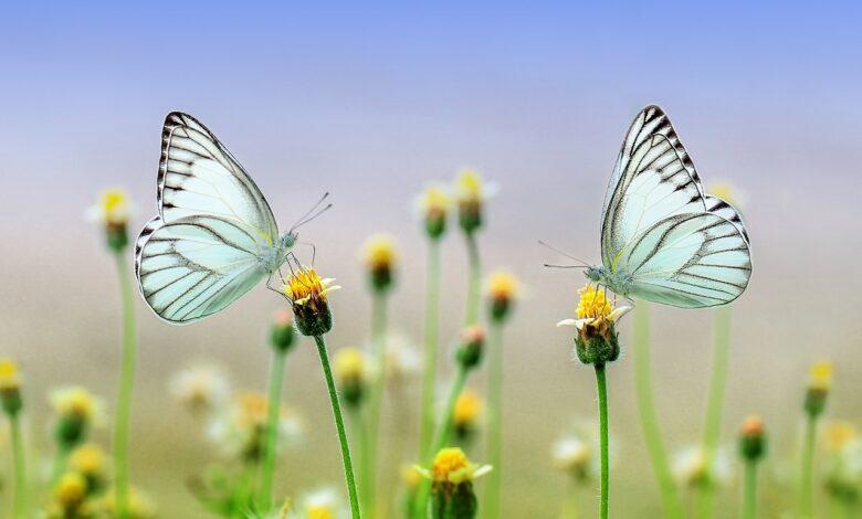Butterfly Dream Meaning and Interpretation