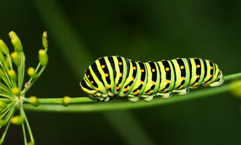 Caterpillar Dream Meaning and Interpretation