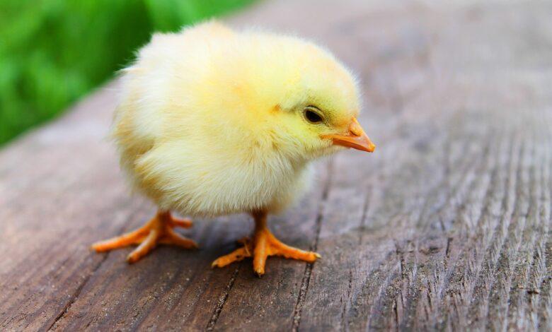 Chick Dream Meaning and Interpretation