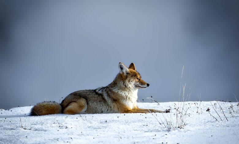 Coyote Dream Meaning : What Does It Mean ?
