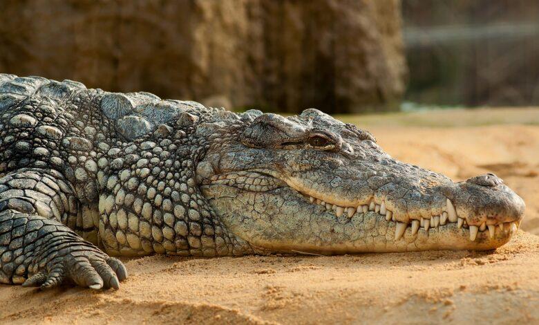 Crocodile Dream Meaning : What Does It Mean ?