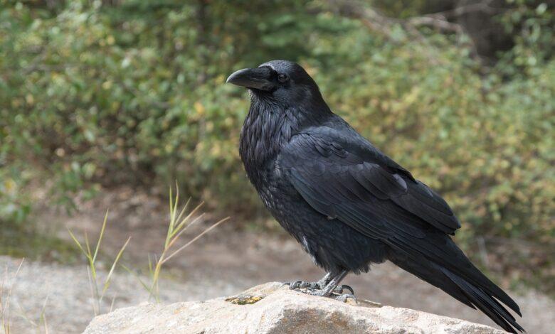 Crow Dream Meaning : What Does It Mean ?