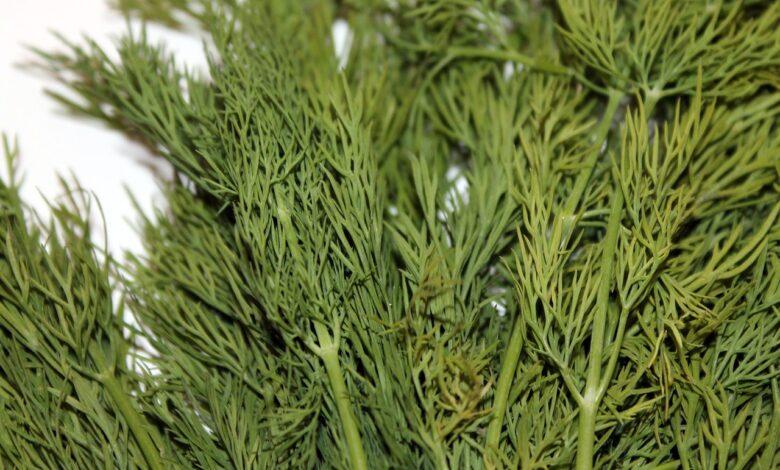 Dill Dream Meaning : What Does It Mean ?