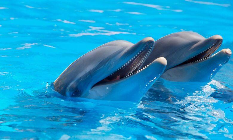 Dolphin Dream Meaning : What Does It Mean ?