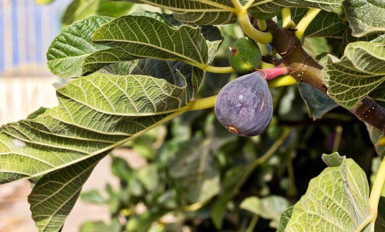 Fig Dream Meaning : What Does It Mean ?