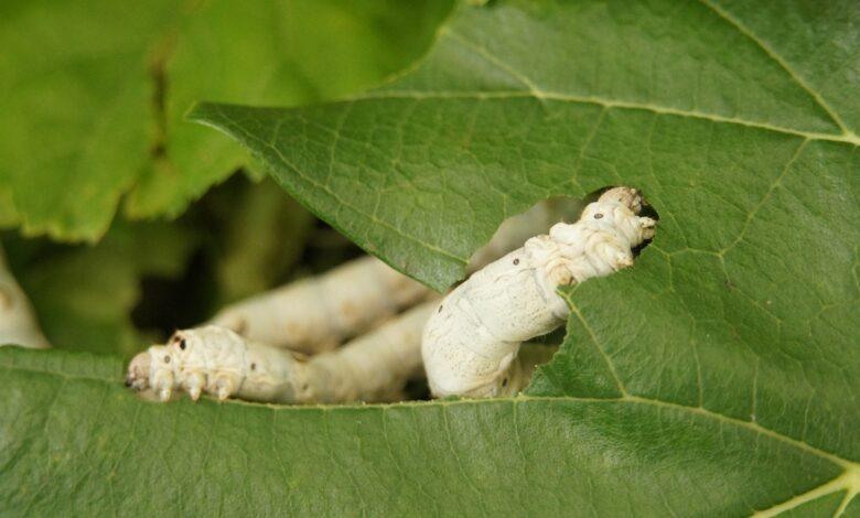 Silkworm Dream Meaning : What Does It Mean ?
