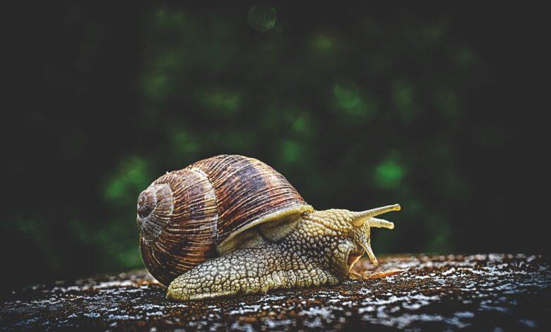 Snail Dream Meaning : What Does It Mean ?