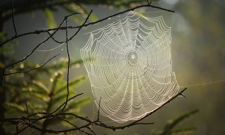 Spider Dream Meaning : What Does It Mean ?