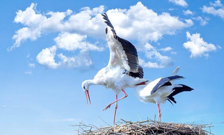 Stork Dream Meaning : What Does It Mean ?