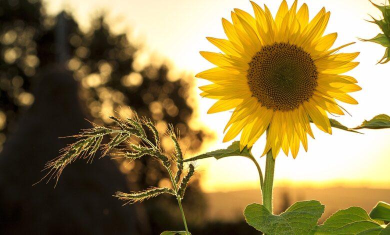 Sunflower Dream Meaning : What Does It Mean ?