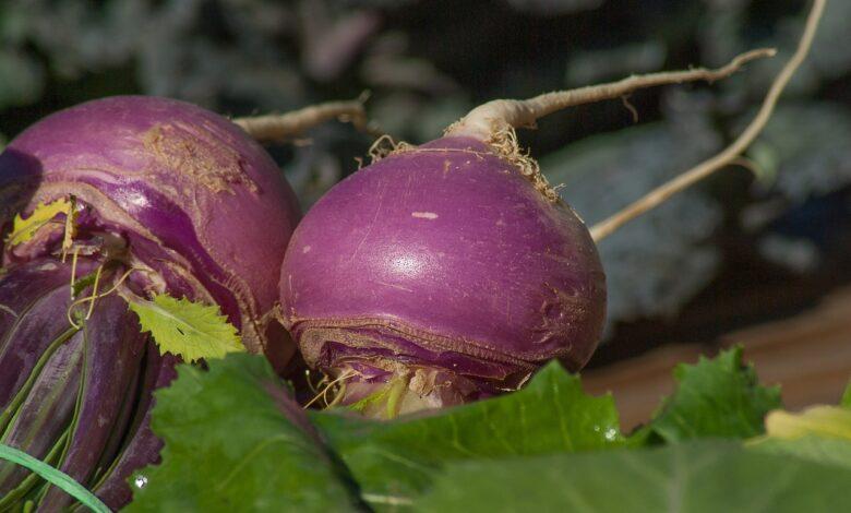 Turnip Dream Meaning : What Does It Mean ?