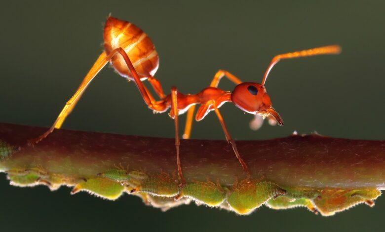 Ant Dream Meaning and Interpretation