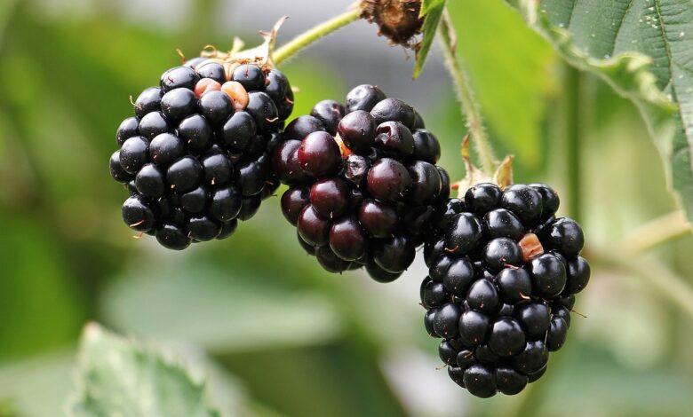 Blackberries Dream Meaning and Interpretation