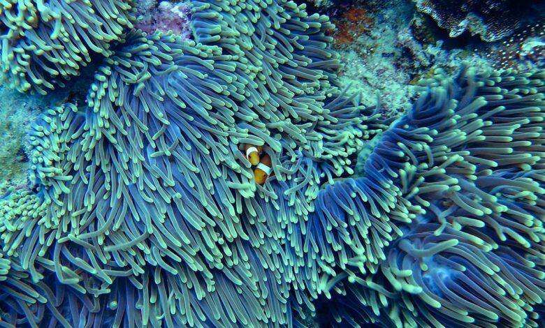 Coral Dream Meaning and Interpretation