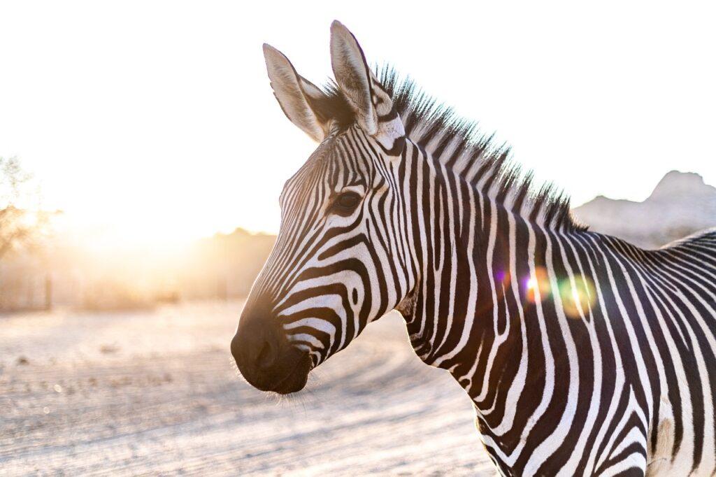 Dream of Zebra