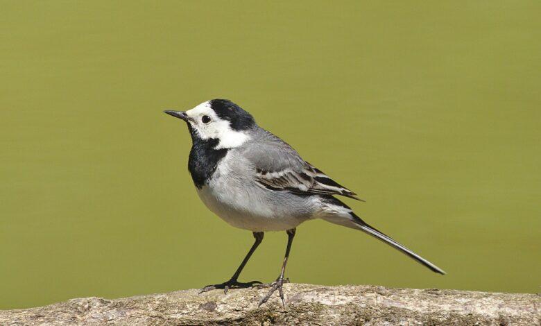 Wagtail Dream Meaning and Interpretation