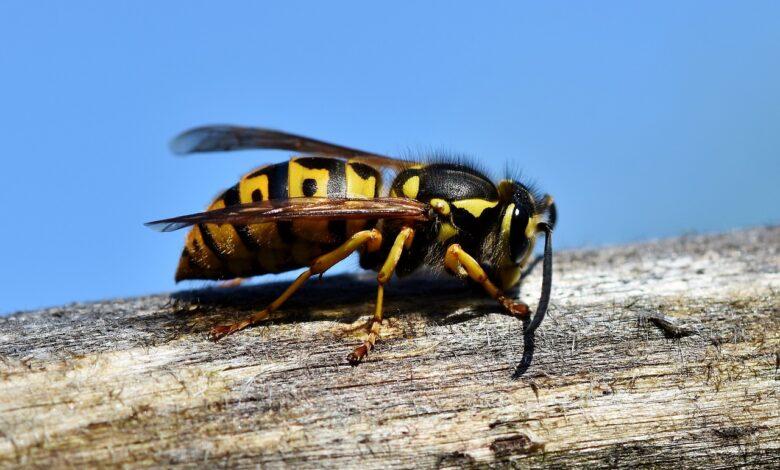 Wasp Dream Meaning and Interpretation