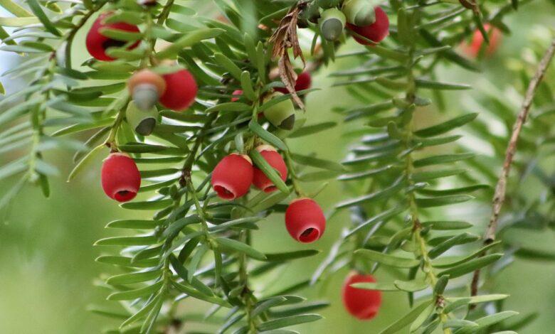 Yew Tree Dream Meaning and Interpretation