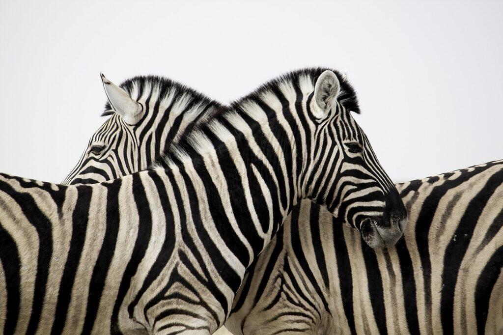 Zebra Dream Meaning & Interpretations